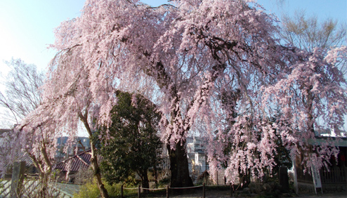 龍光山 梅岩寺のしだれ桜