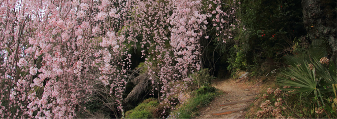 龍光山 梅岩寺のしだれ桜