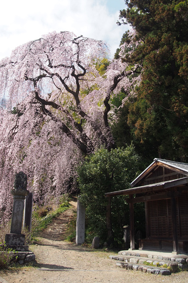 龍光山 梅岩寺のしだれ桜