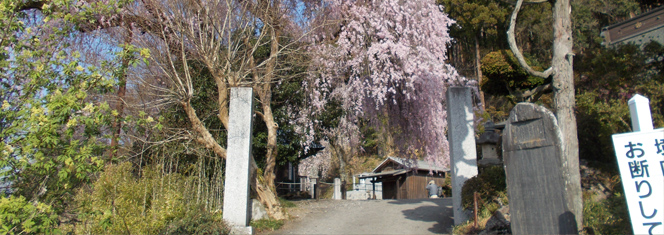 龍光山 梅岩寺のしだれ桜