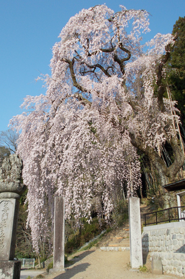 龍光山 梅岩寺のしだれ桜