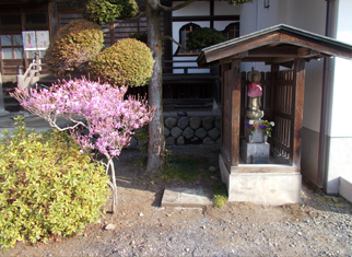 龍光山 梅岩寺のしだれ桜