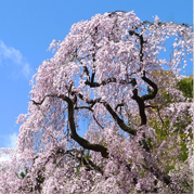 梅岩寺のしだれ桜