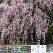 梅岩寺のしだれ桜