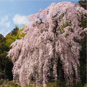 梅岩寺のしだれ桜