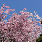 梅岩寺のしだれ桜