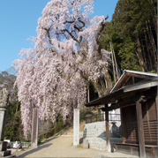 梅岩寺のしだれ桜