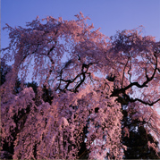 梅岩寺のしだれ桜