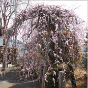 梅岩寺のしだれ桜